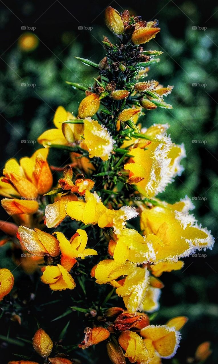 Macro close-up of bright yellow gorse with a light dusting of frost crystals with dark green foliage in the background