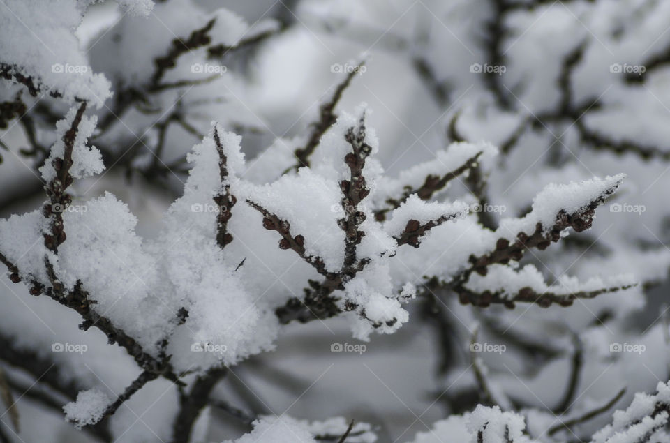 Branches covered with snow