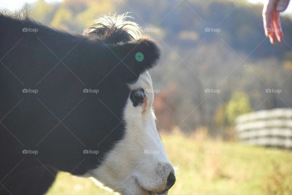 Skeptical Cow