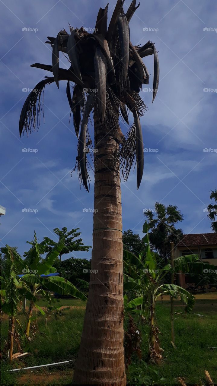 Diseased coconut tree.