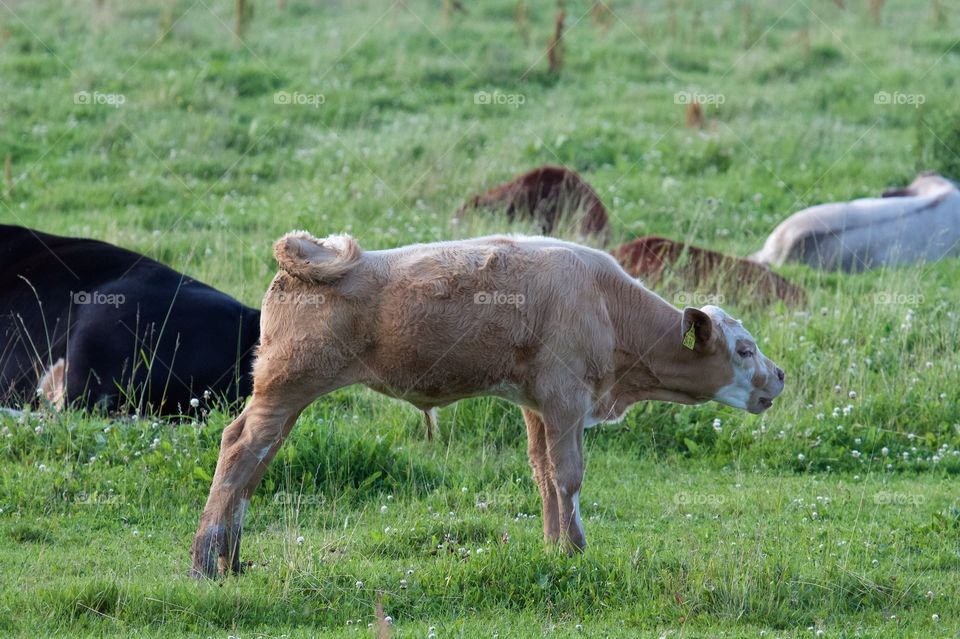 Cows on pasture . Cows on pasture 