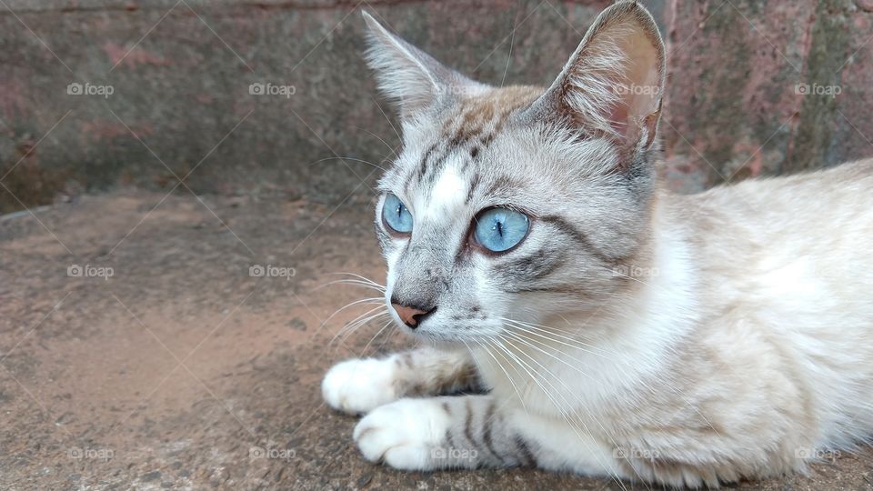 Gatinho de olhos azuis olhando para frente.
