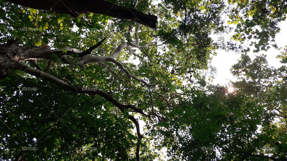 Tree, Wood, Leaf, Branch, Nature