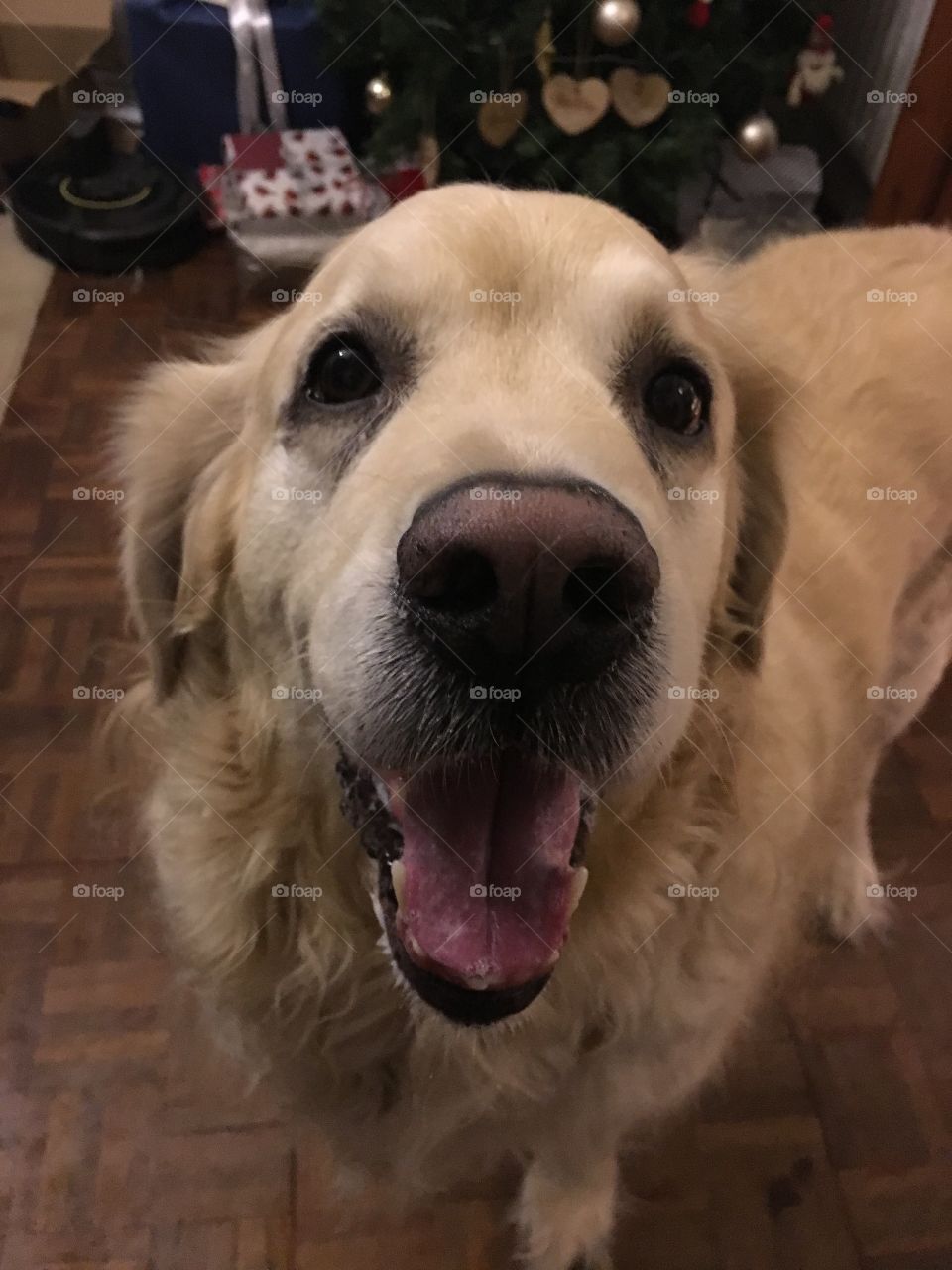 Nocas (Golden Retriever)