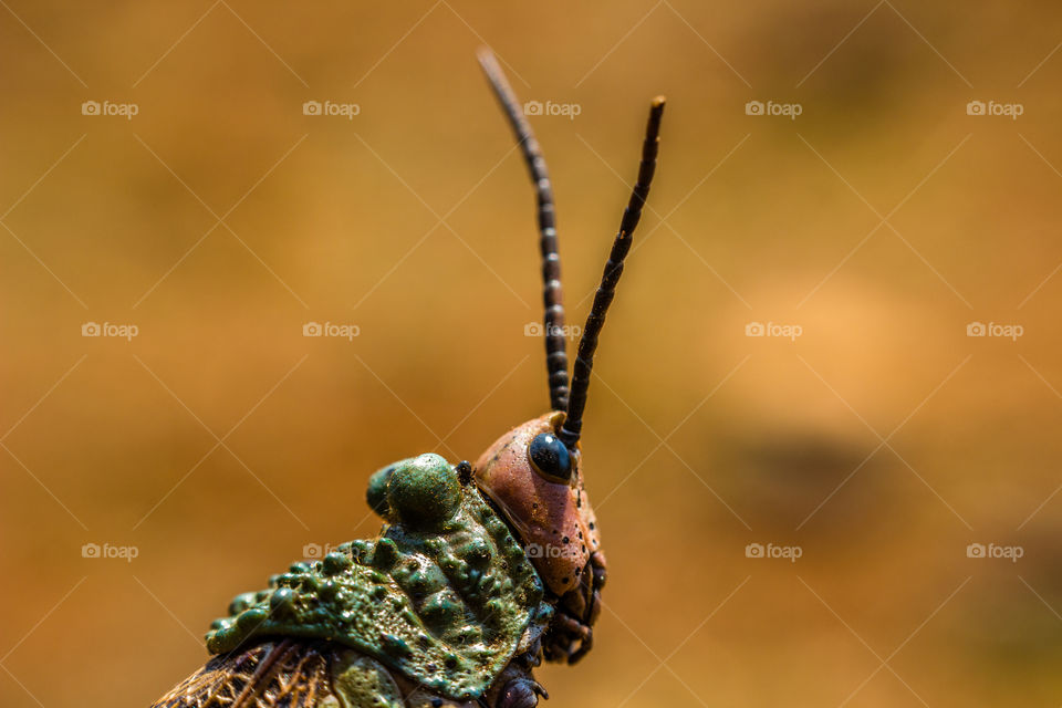 macro of grashopper head