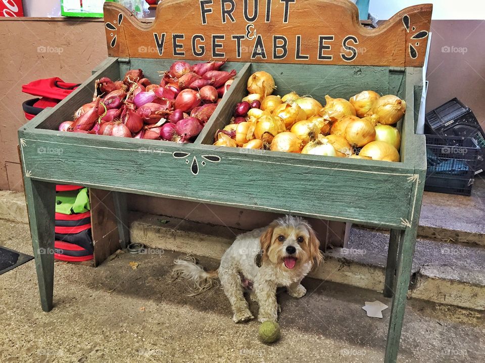 Produce and pooch