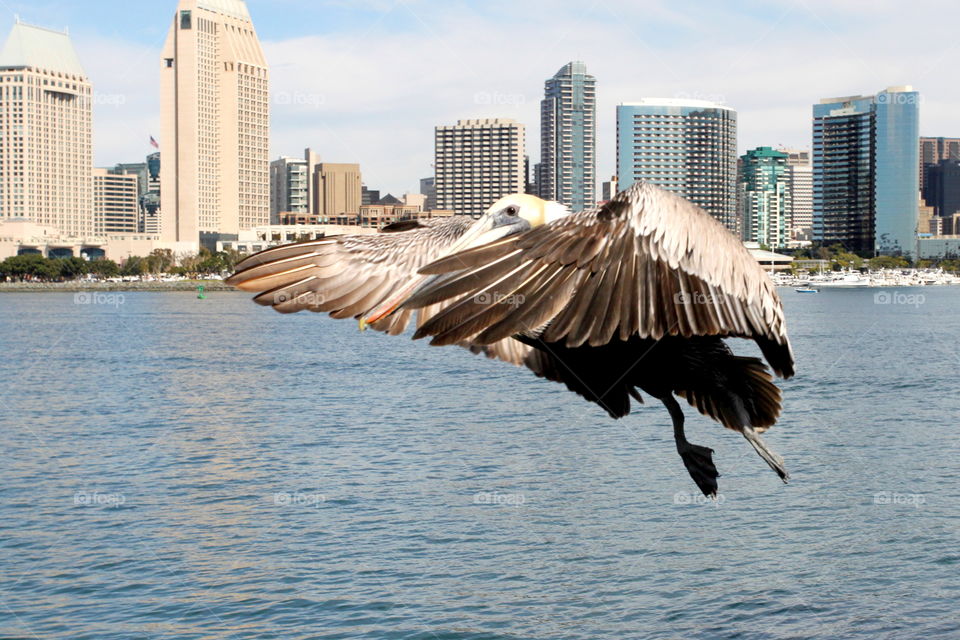 Pelican Ready To Land

Grey pacific pelican with blue sky and the skyline of San Diego in the background.
