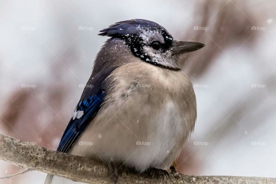 Bluejay in snow