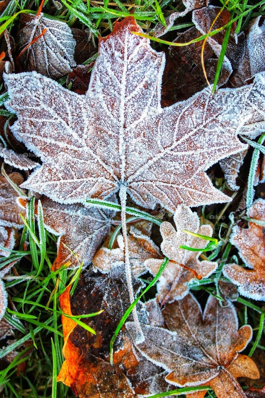 Macro close-up of a mixture of frost dusted dried autumnal leaves and grasses with shades of orange, brown and green