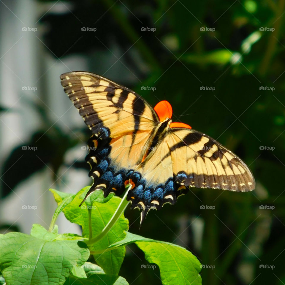 Eastern Tiger Swallowtail Butterfly: Here they get nectar from the brilliant Mexican Sunflower in my butterfly garden!