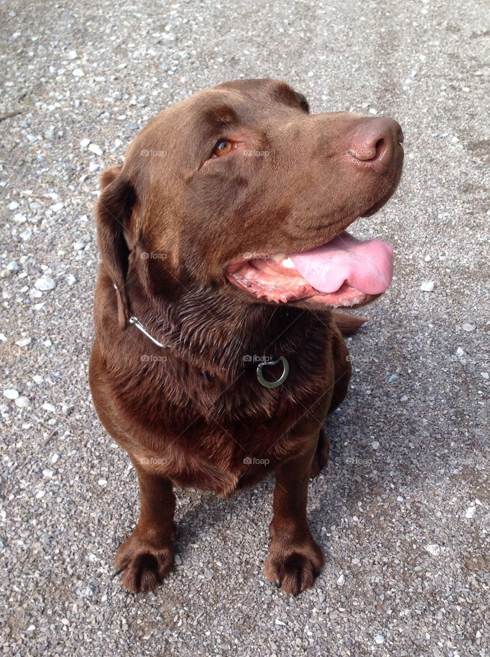 Chocolate lab