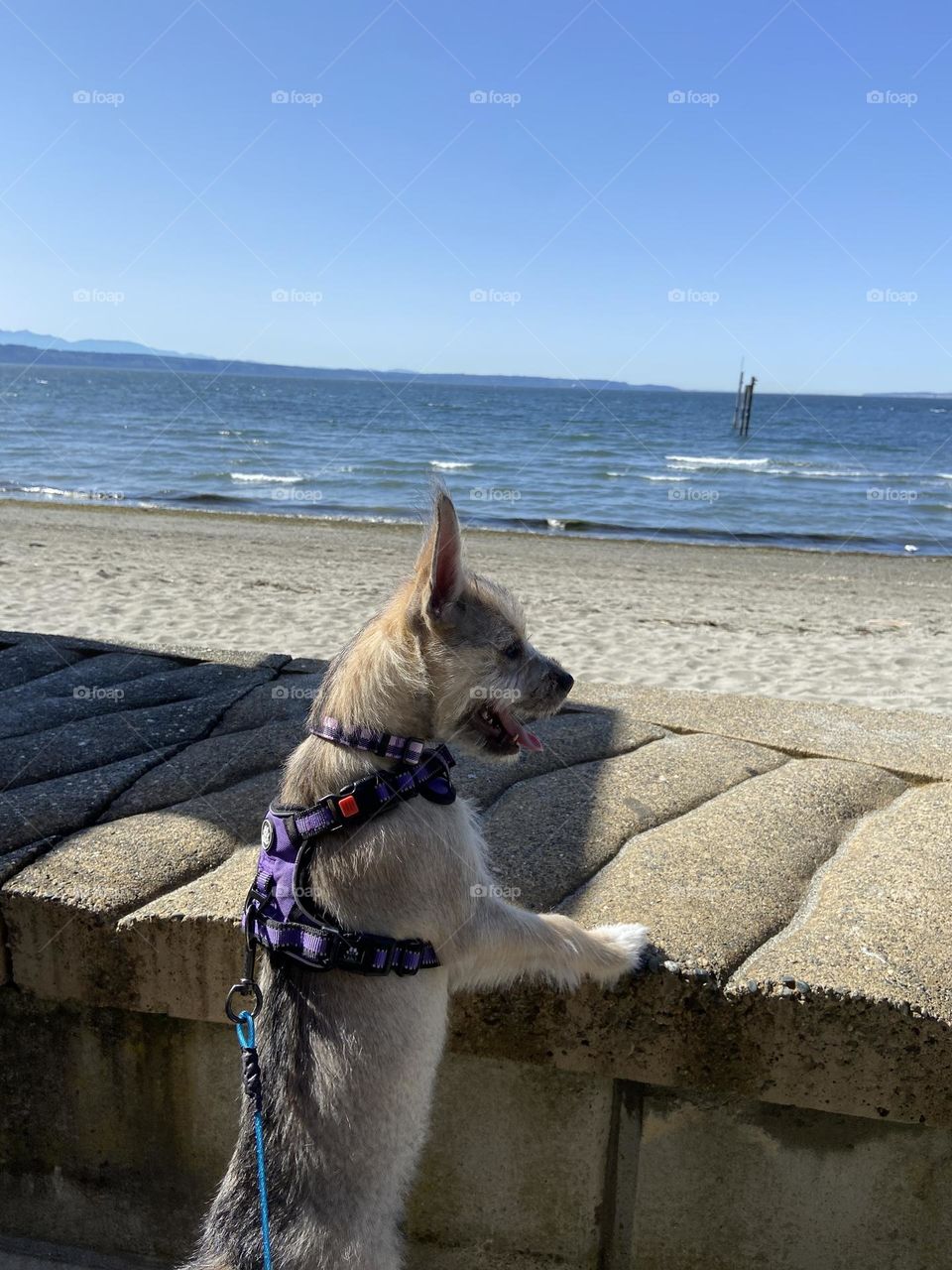 Enjoying the beach view