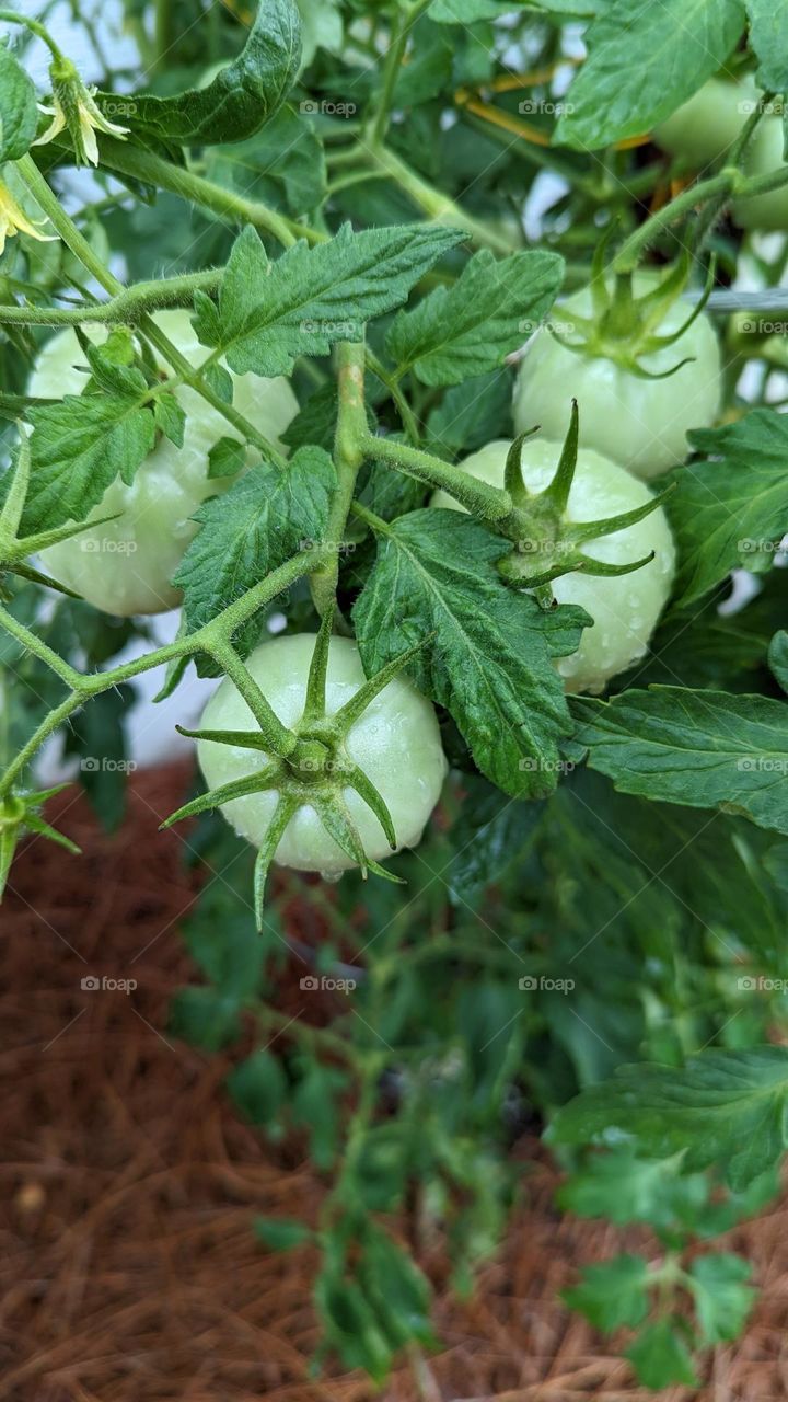 Tomatoes