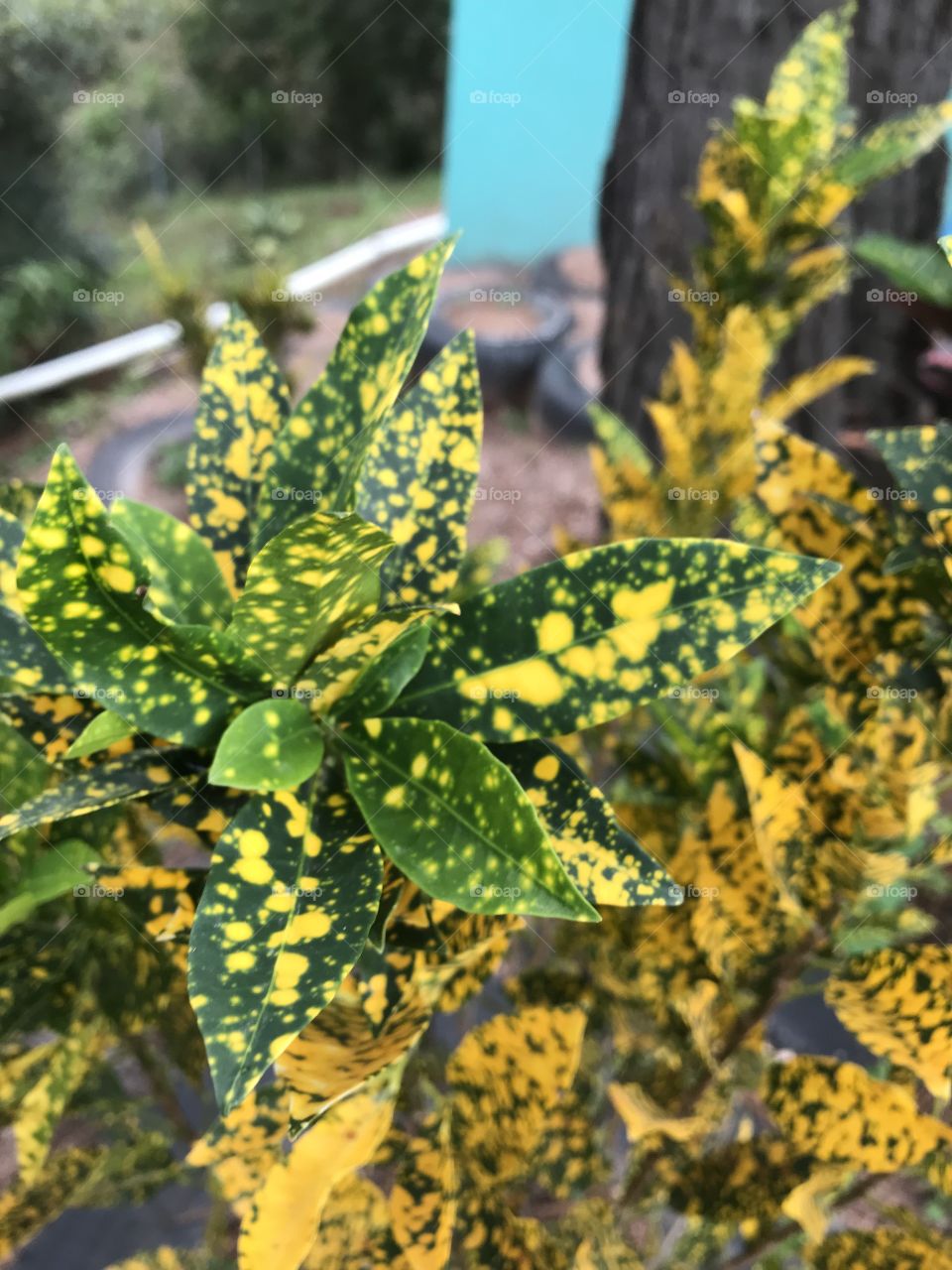 Speckled, crisp, green and bitter yellow plant in Honduras garden. 