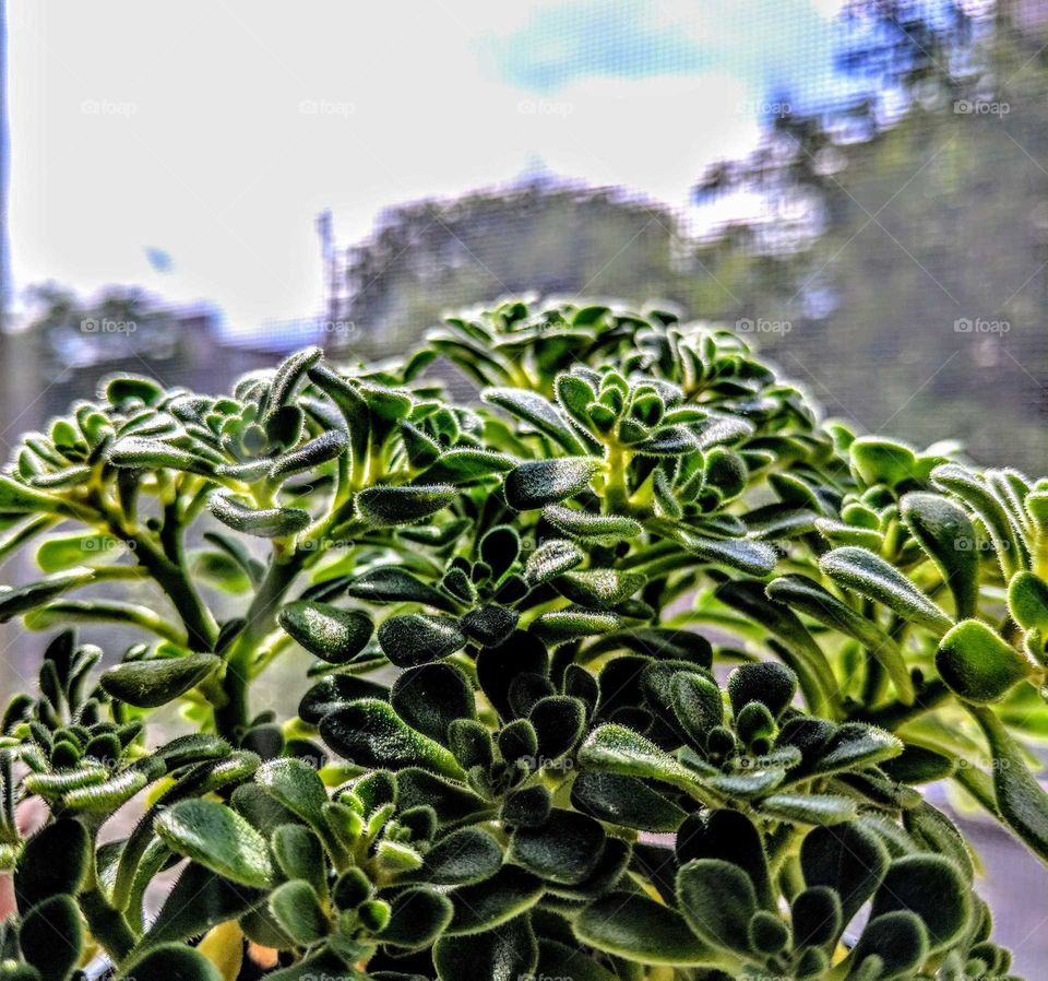 Bokeh succulent plant