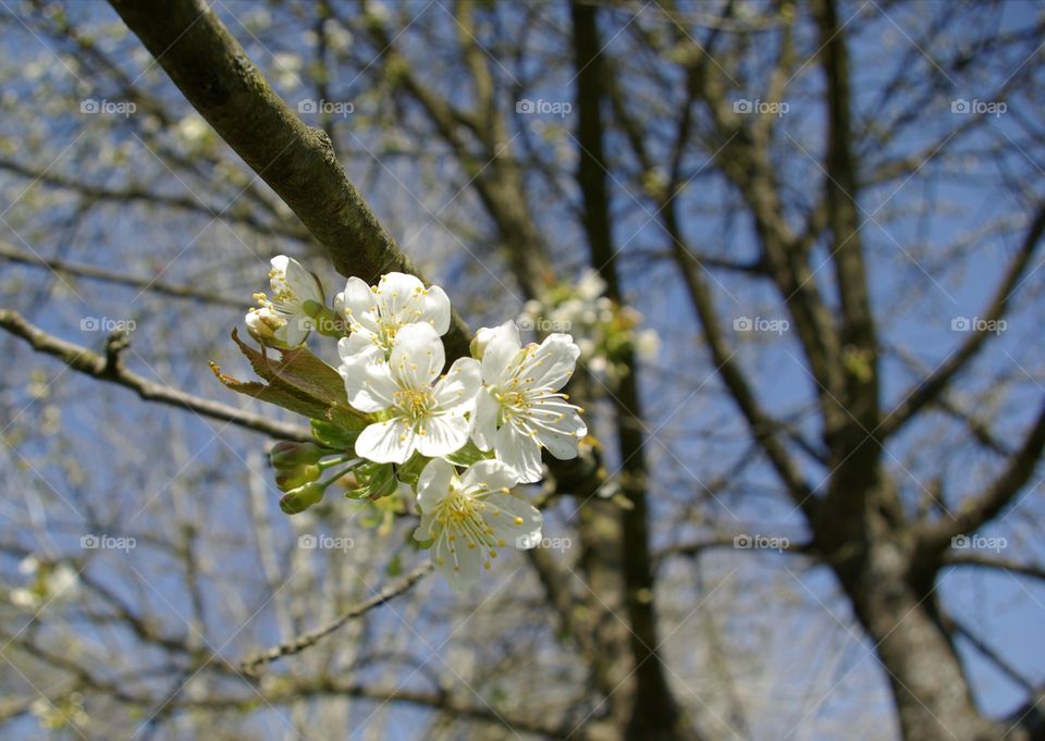 Growing white flowers