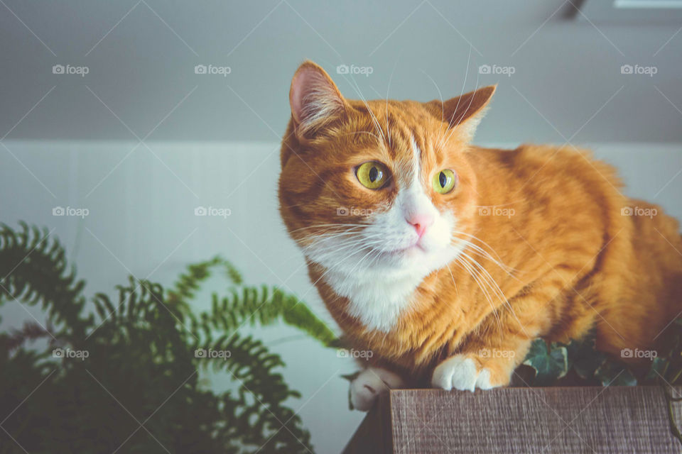 Close-up of fluffy cat