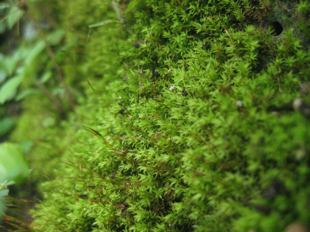 Moss-Weed-Mildew-Lumut