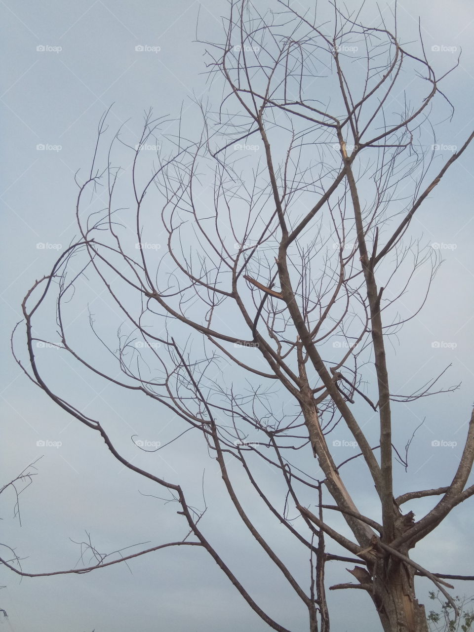 Branchട in the sky