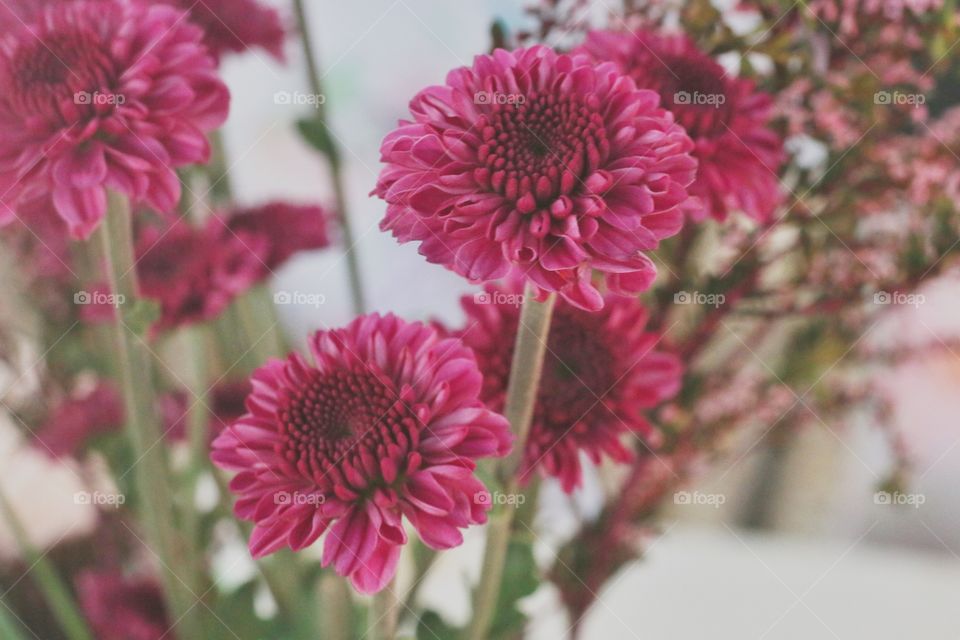 Blossom of pink flowers