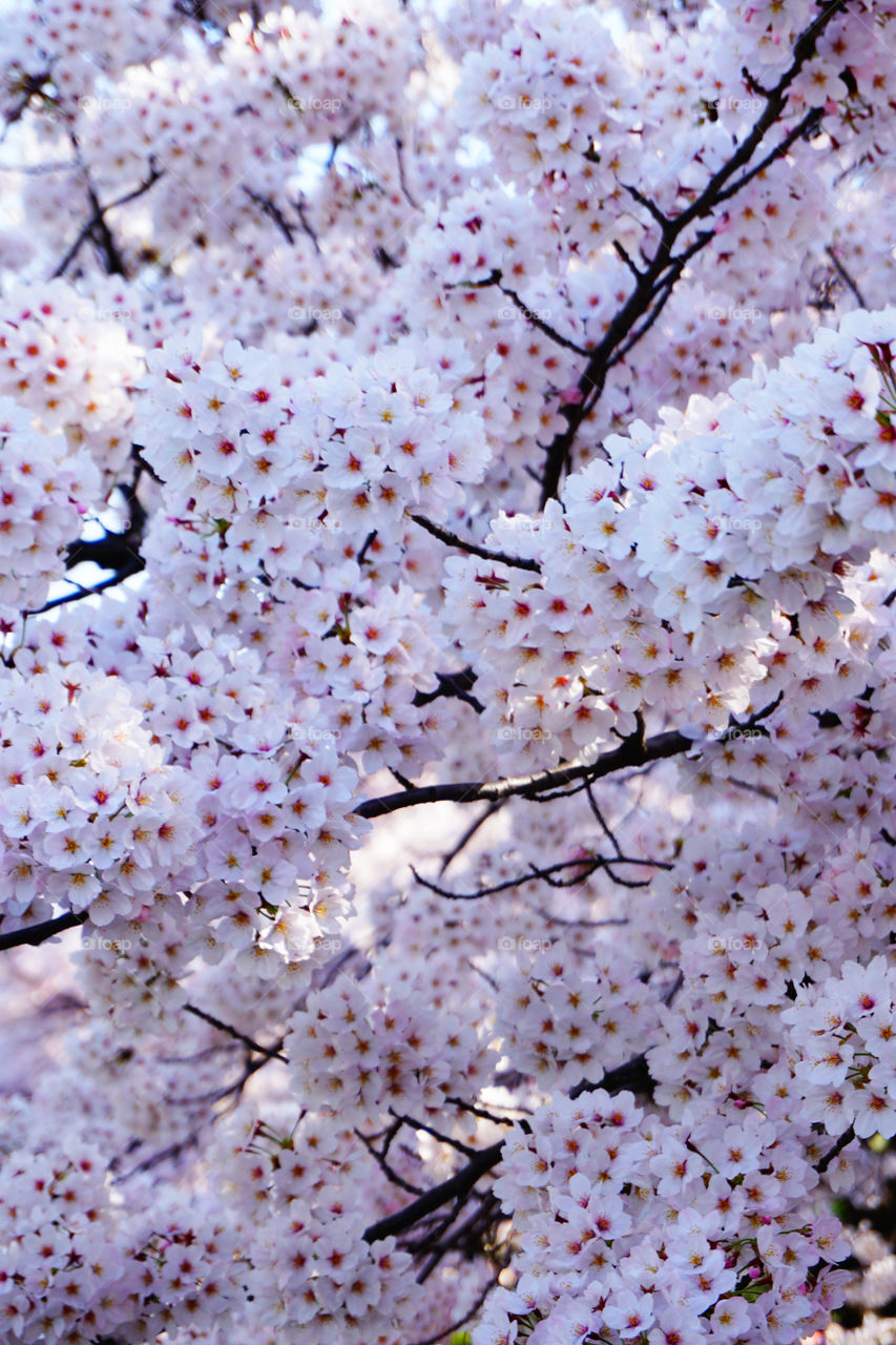 Japan. Cherryblossom