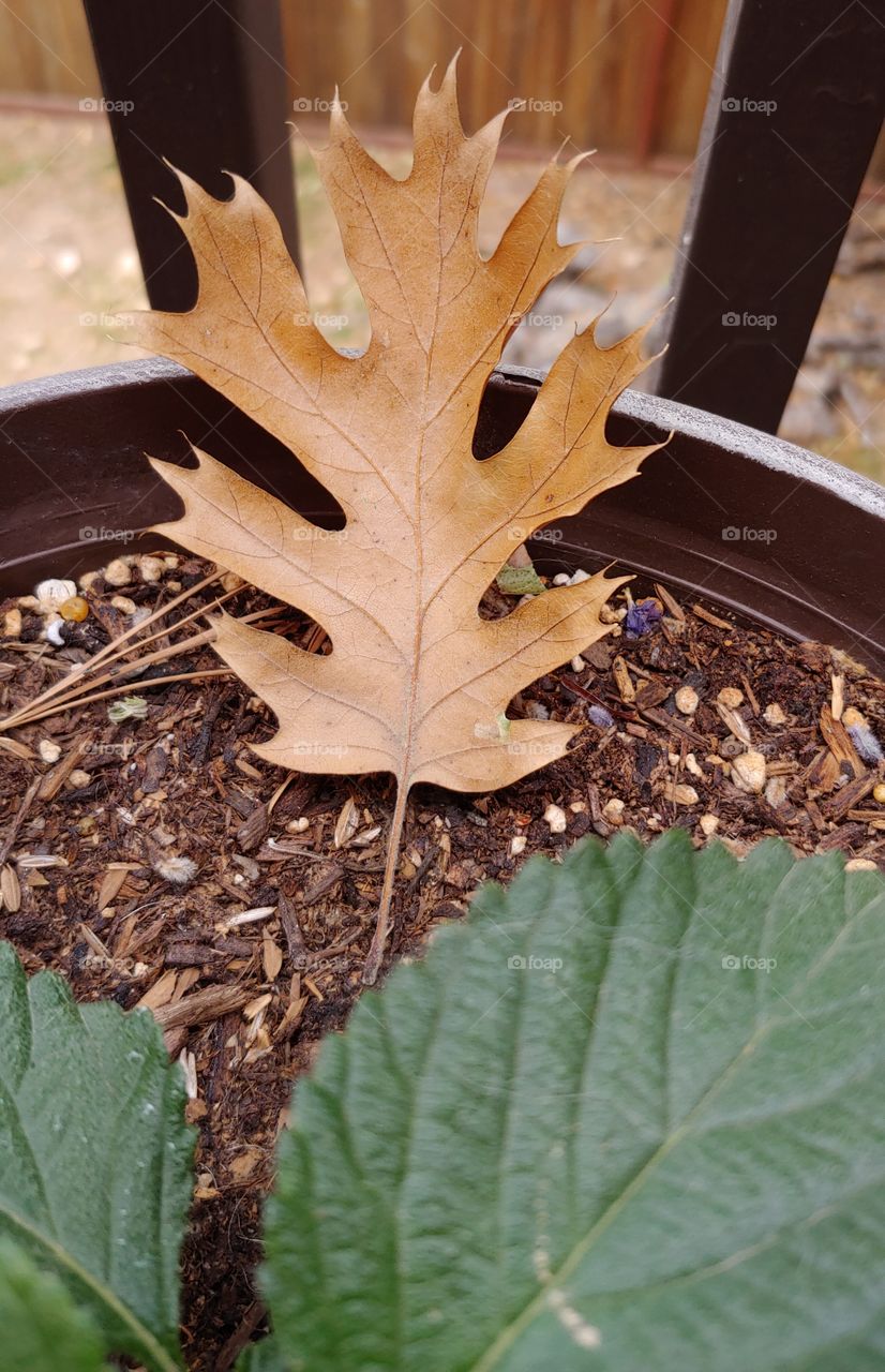 A California Black Oak Leaf Has A Perfect Landing In Autumn