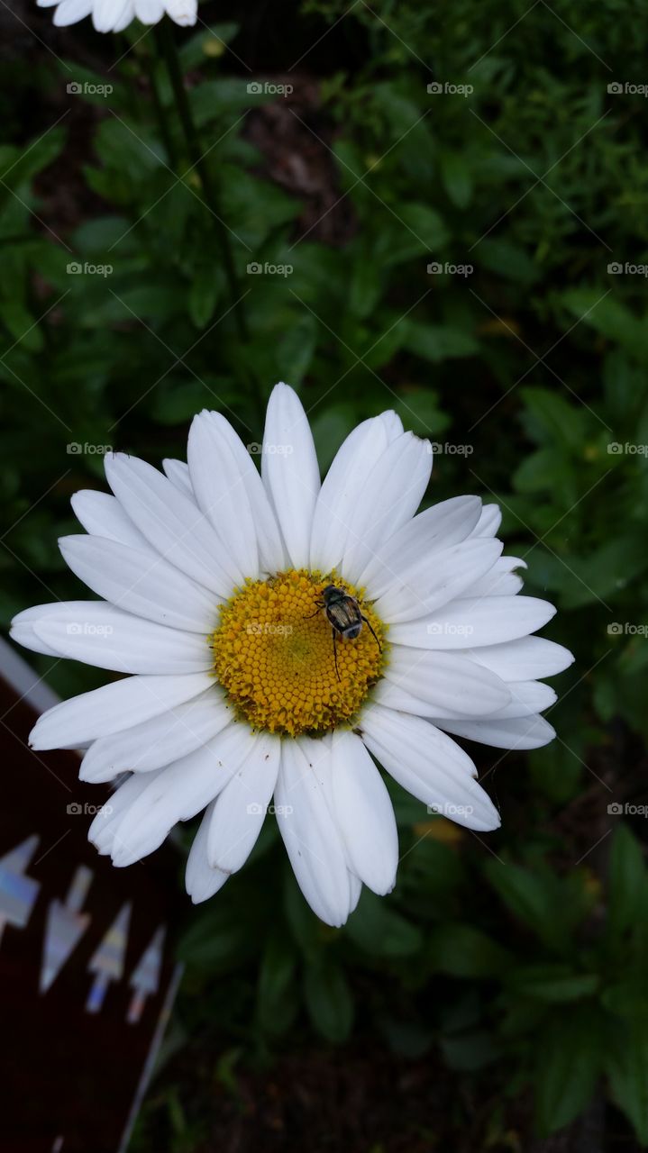 bug on flower