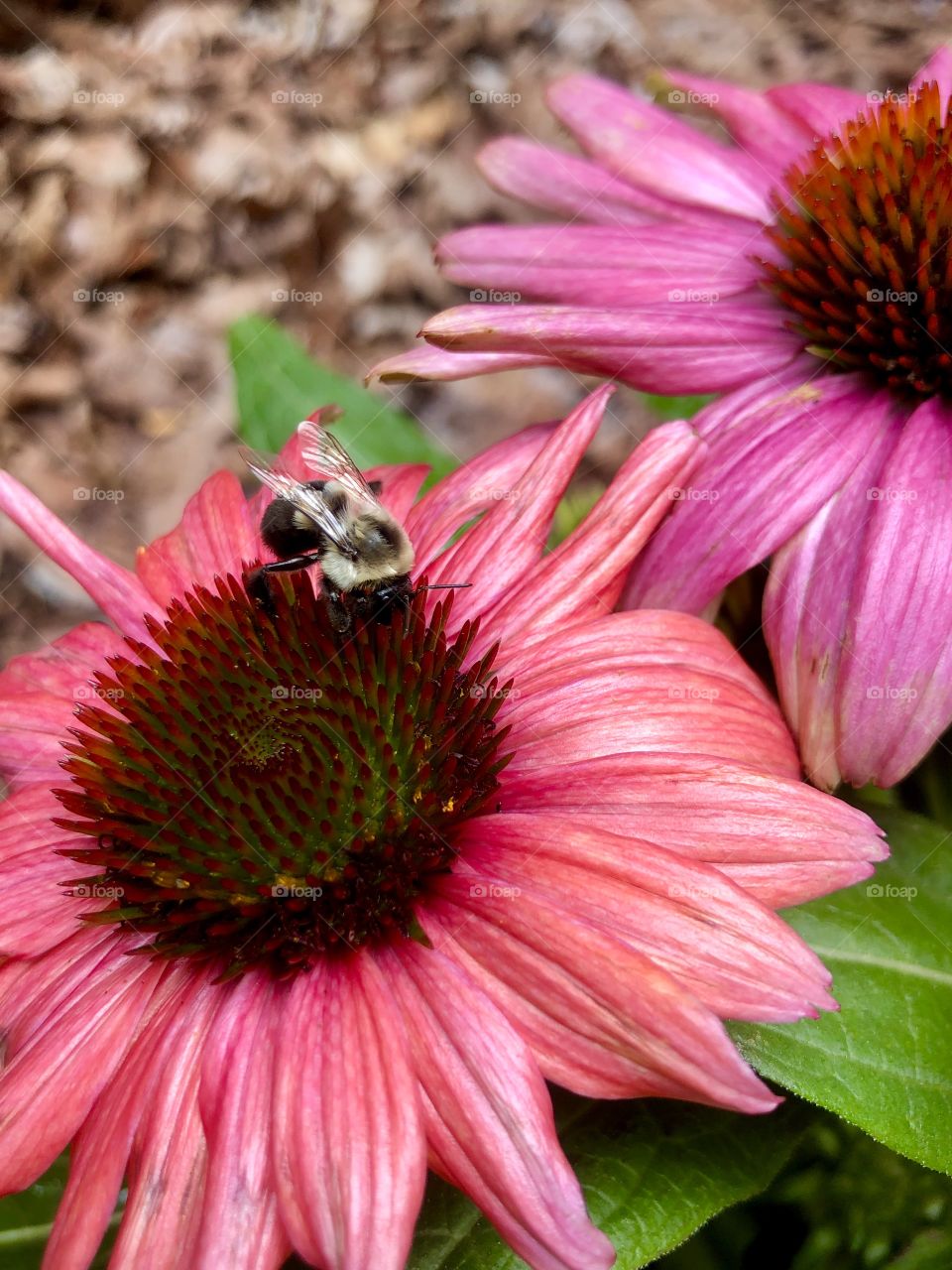 Bee pollinating pink and coral coneflower 