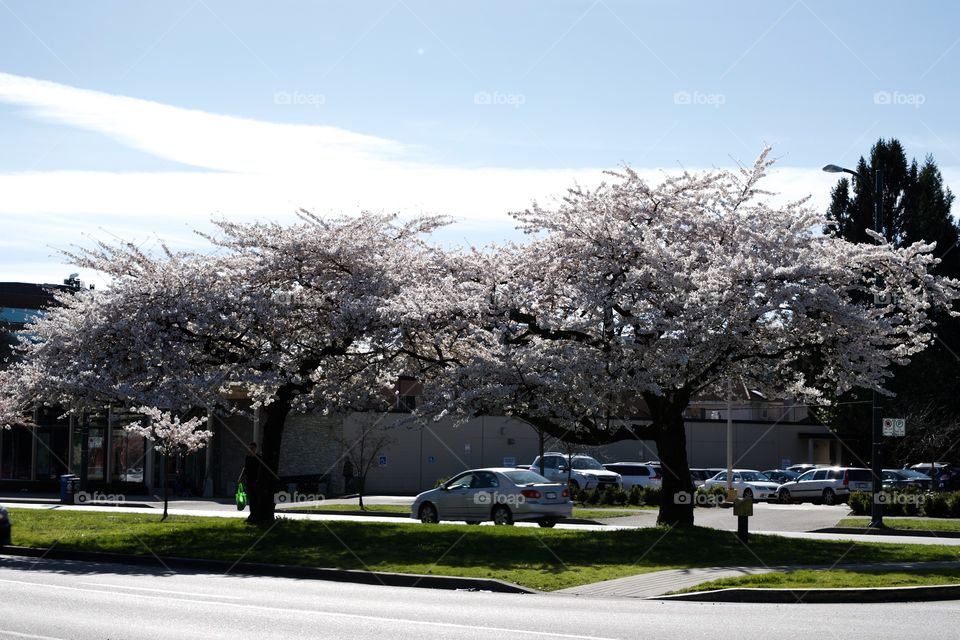 spring blooming tree street and cars