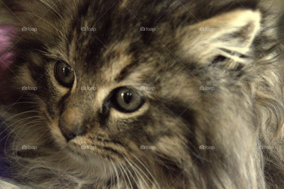 This is a black and gray tiger striped long haired kitten up close shot of his face.