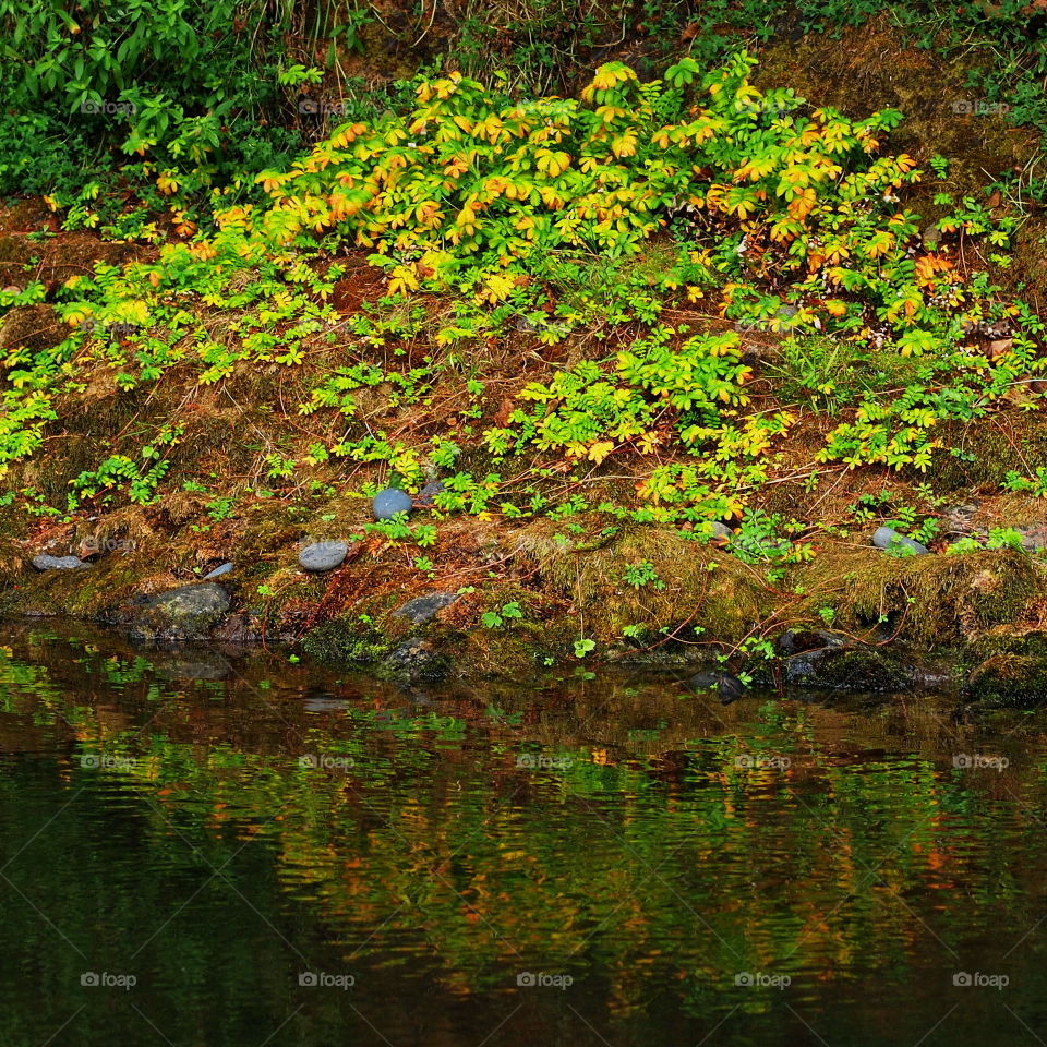 Idyllic view of lake