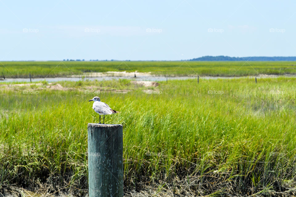 Seagull bird perched on a wooden post with tall grass and marsh wetlands in the backdrop