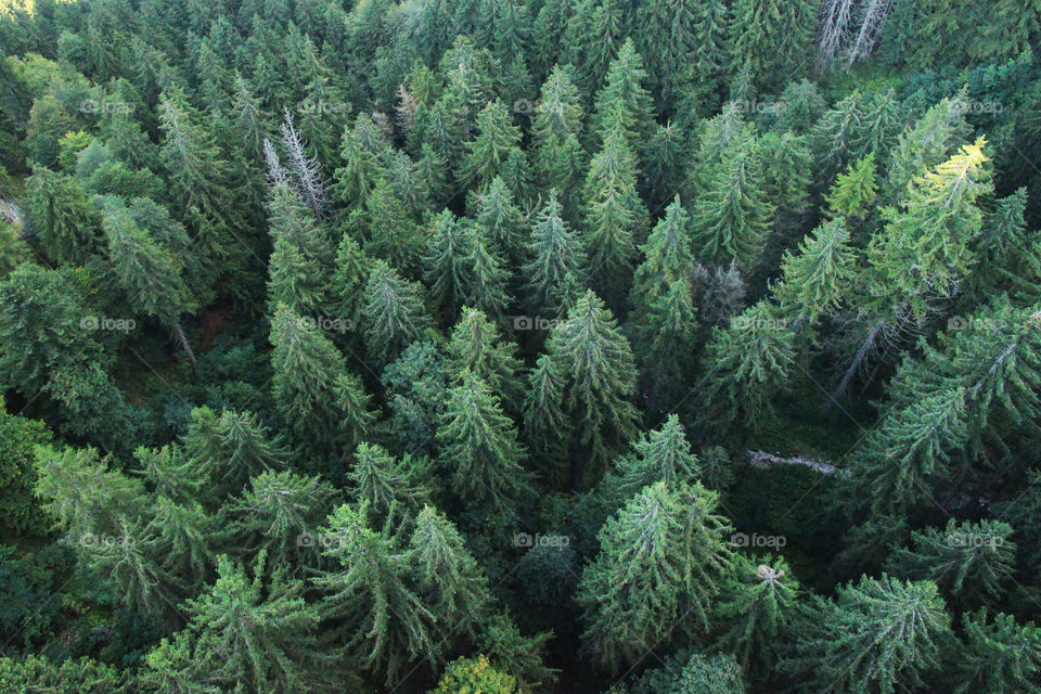 High angle view of Pine trees