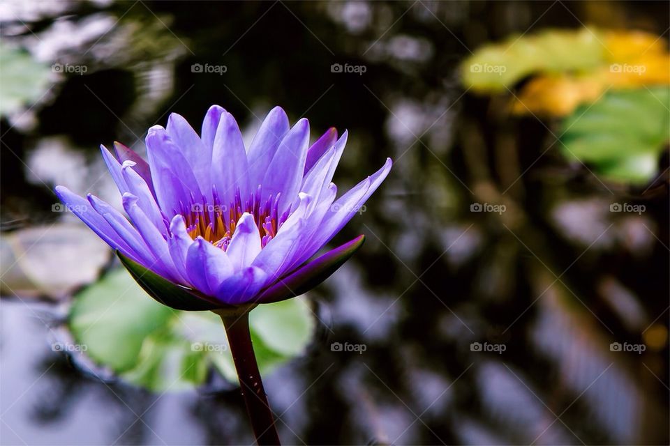 Water lily