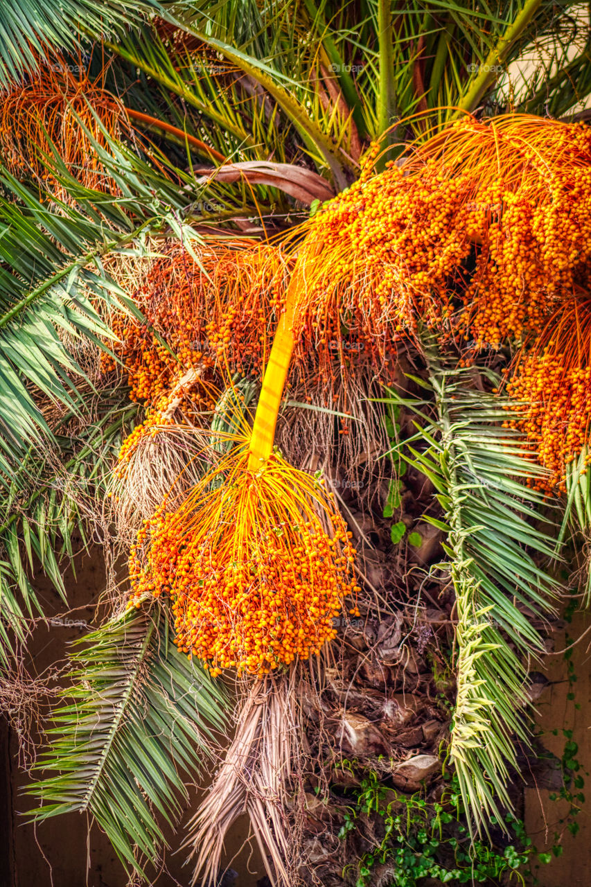 Dates tree and fruit