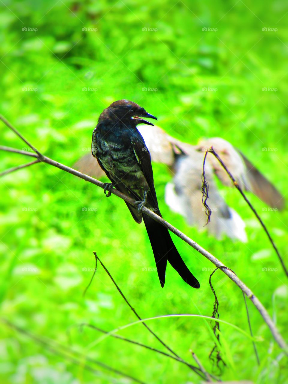 The black drongo (Dicrurus macrocercus) is a small Asian passerine bird of the drongo family Dicruridae.