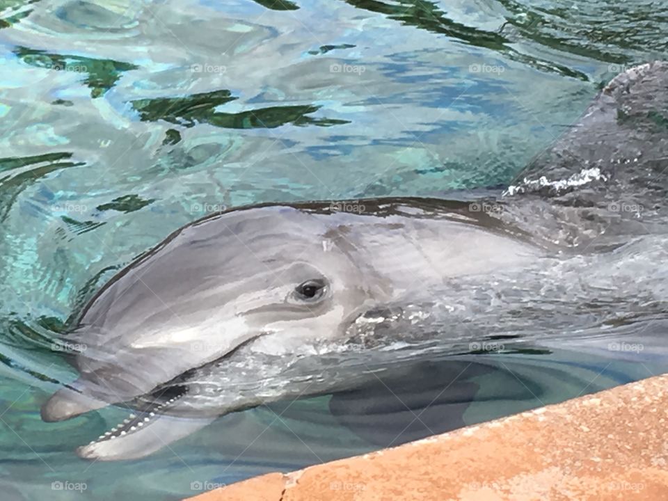 Beautiful dolphin at SeaWorld Orlando 