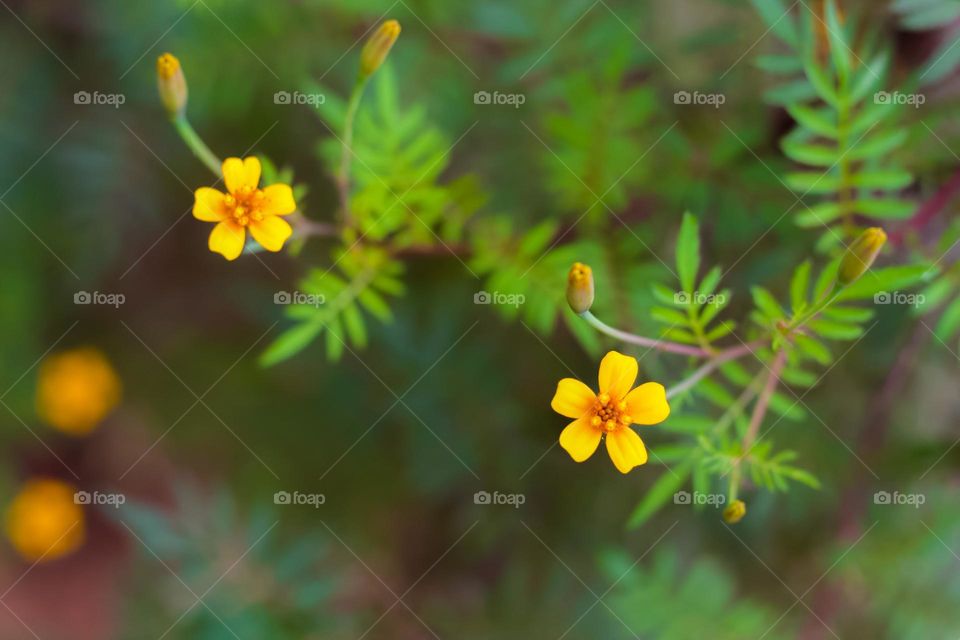 Spring - wildflowers in bloom