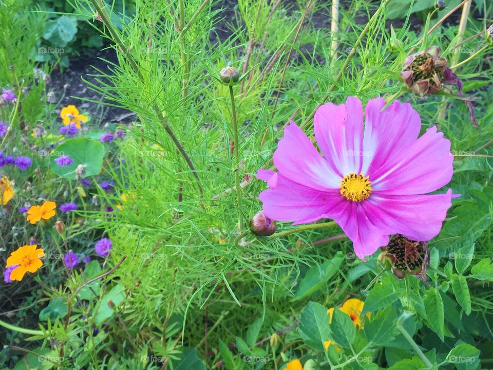 Pink beautiful flower