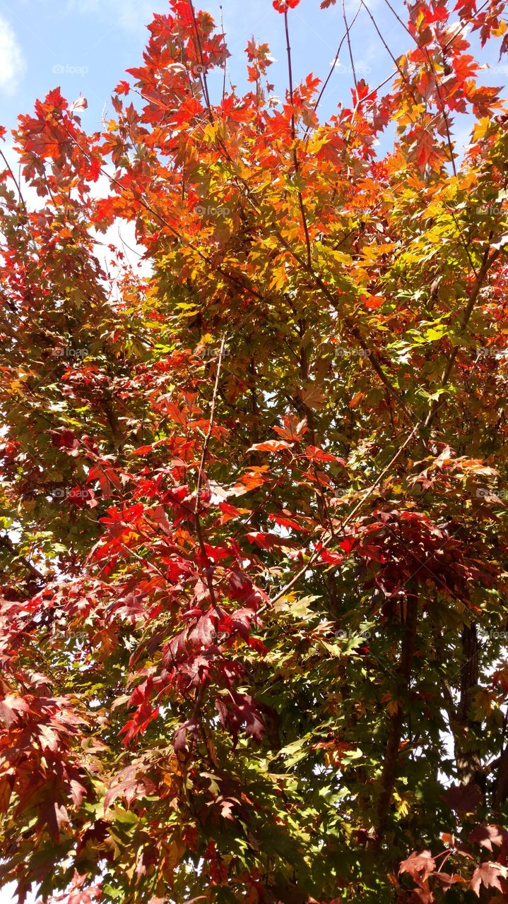 Leaf, Tree, Fall, Season, Nature