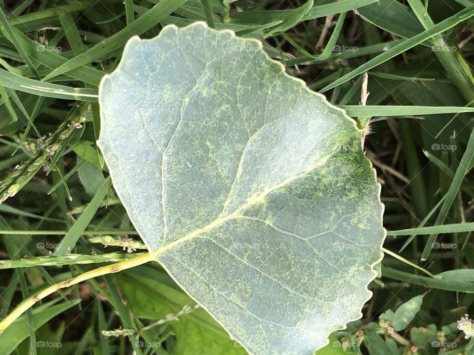 Pretty leaf in grass