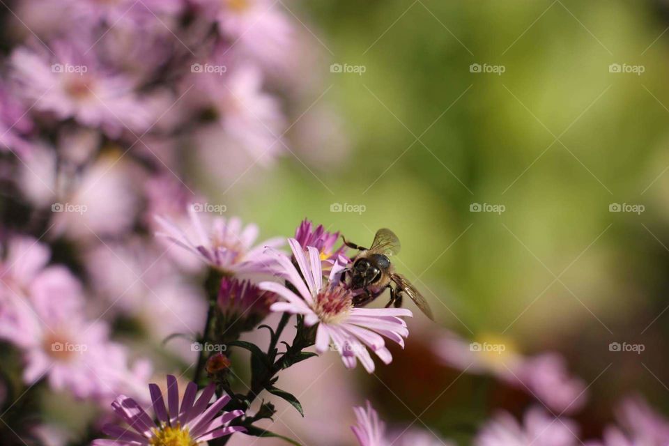 Bee
