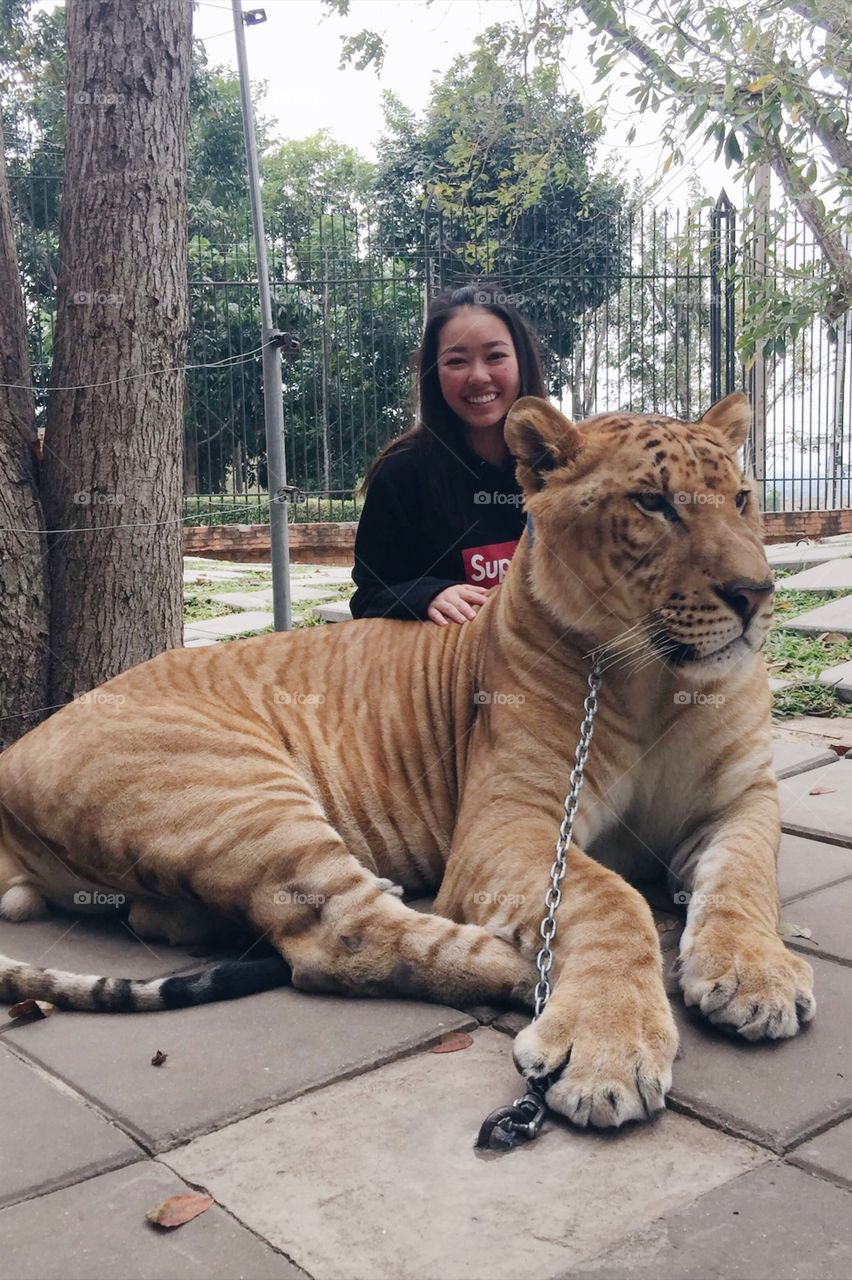 Travel to my home country (all i wanted was to take a picture with a tiger, ended up with a big one)
