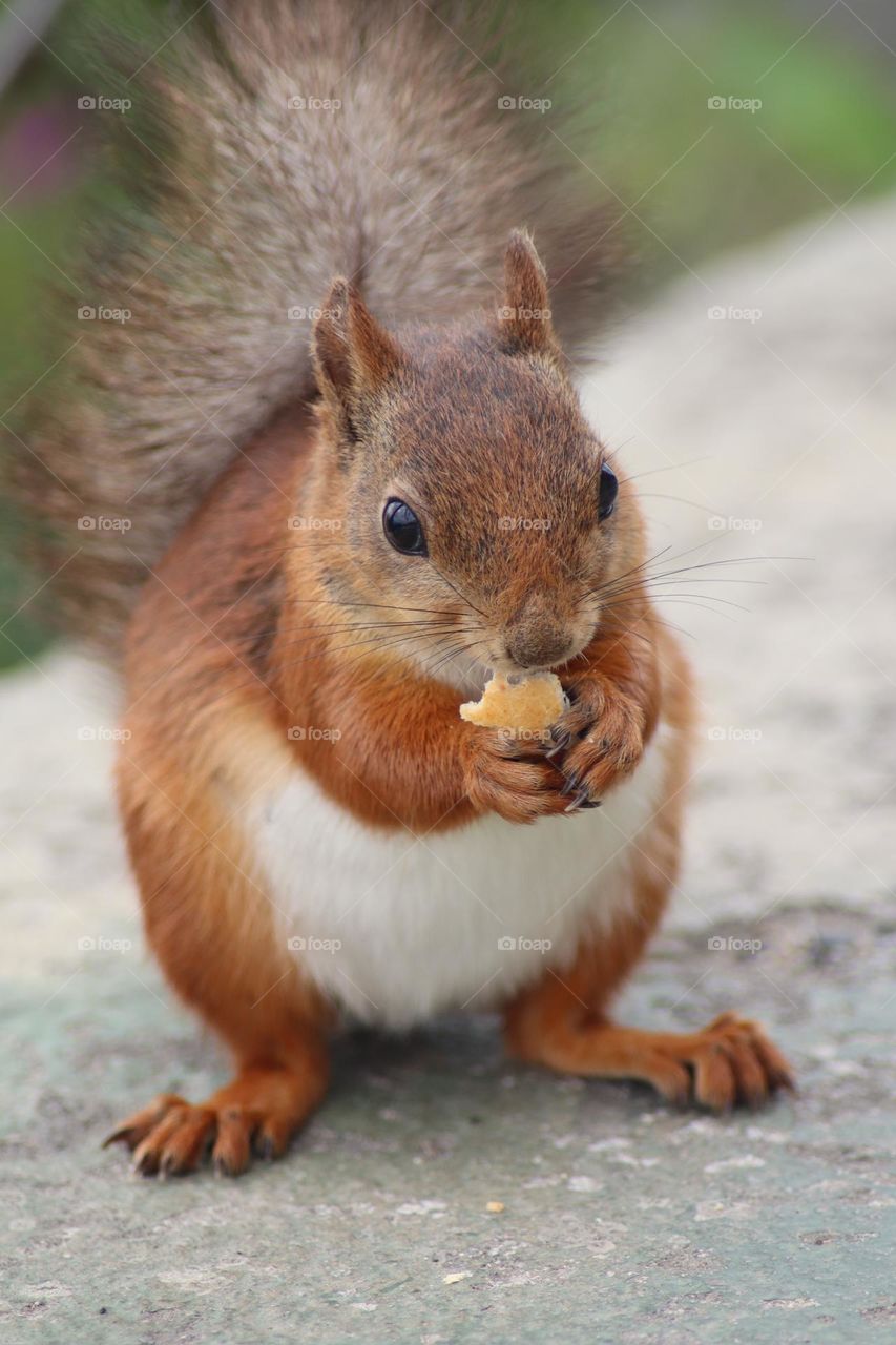 Alittle squrriel eats nuts into the forest .I. met him and gave him a nut and he looks very happy .
