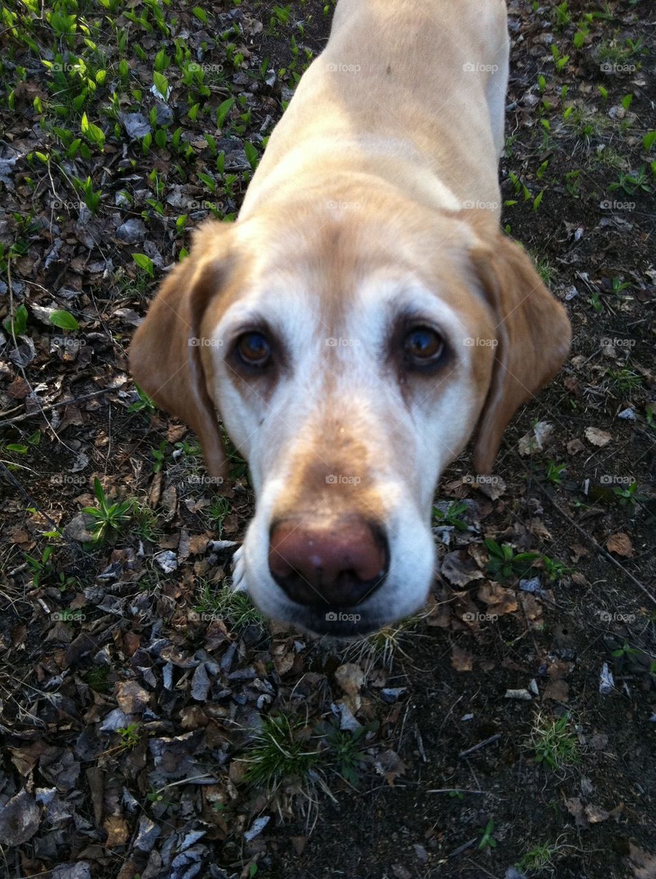 Bailey golden lab retriever 
