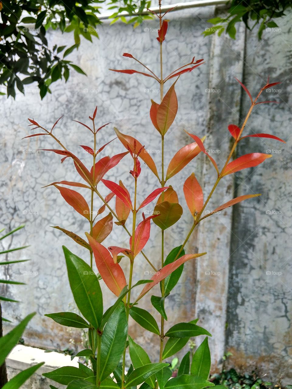 Ornamental plants, red buds