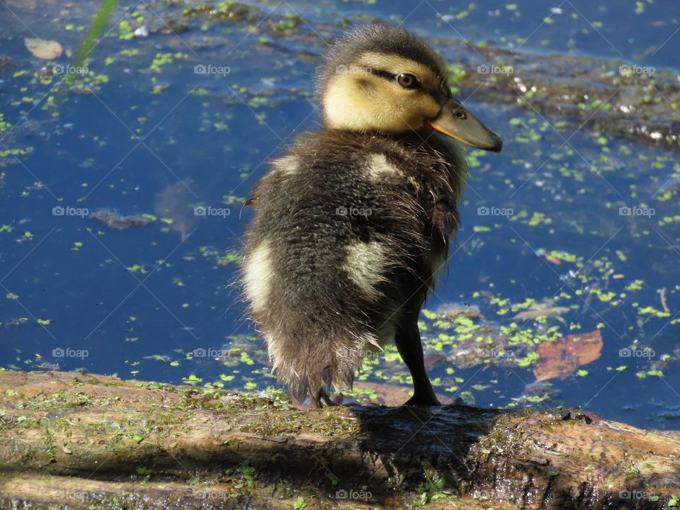 Cute duckling