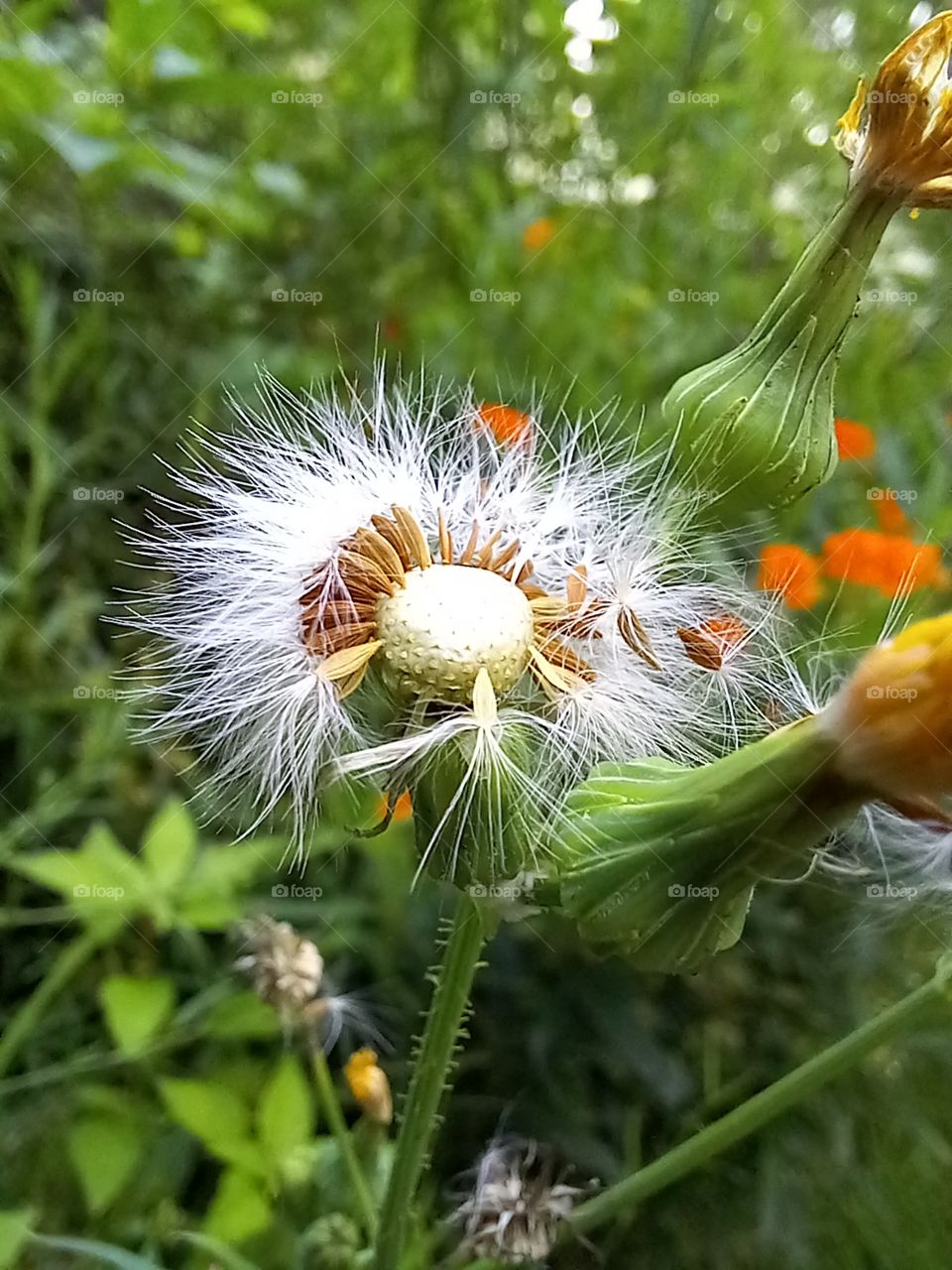 dandelion, up close and personal