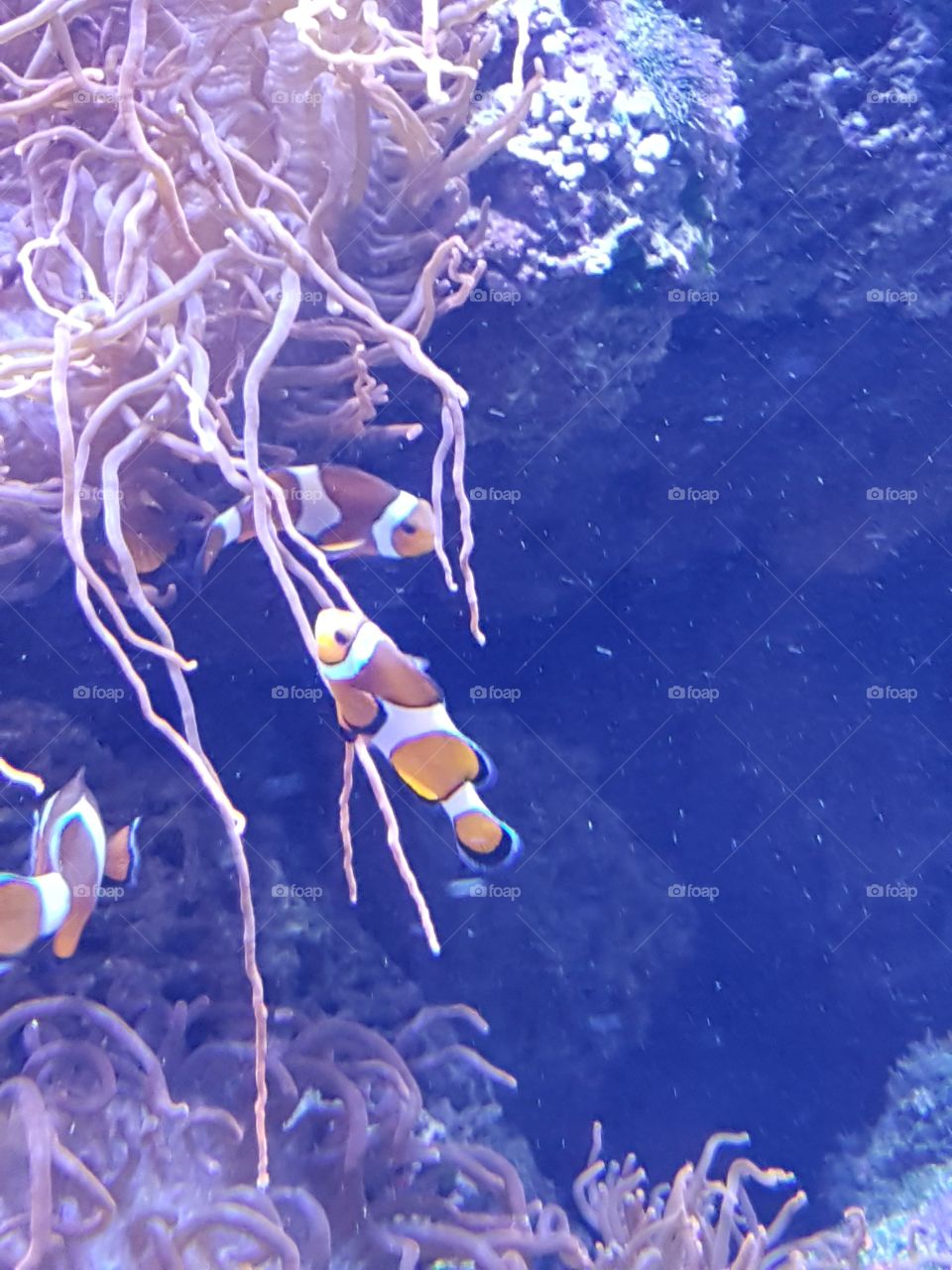Where is Nemo?