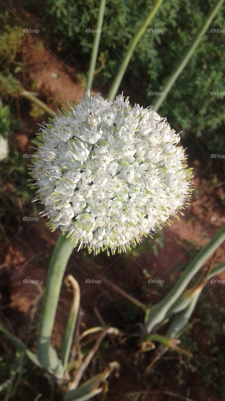 oninon flower